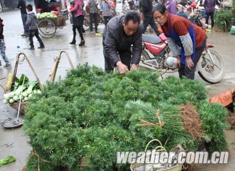 苗木 廣西 植樹