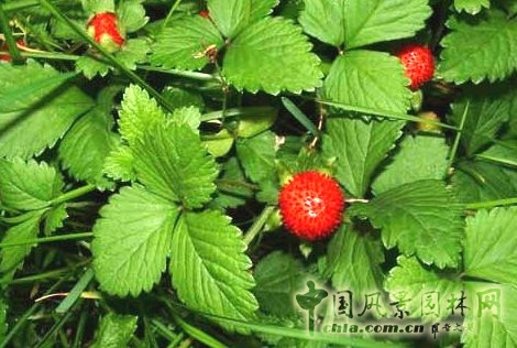 蛇莓 蛇年話"蛇"："蛇"字植物大盤點(diǎn)(一) 中國風(fēng)景園林網(wǎng)