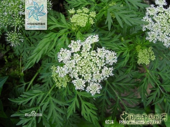  蛇床 蛇年話"蛇"："蛇"字植物大盤點(diǎn)(一) 中國風(fēng)景園林網(wǎng)