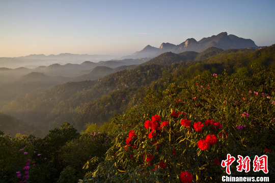 杜鵑林 杜鵑景觀 花卉旅游