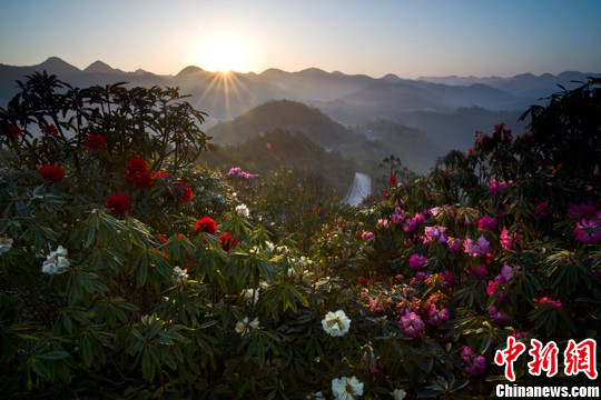 杜鵑林 杜鵑景觀 花卉旅游