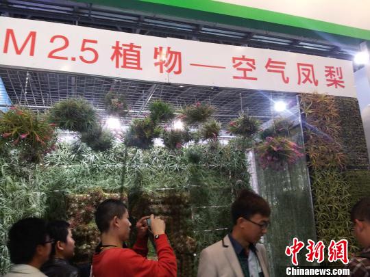 具有凈化功能的植物引來不少看客駐足