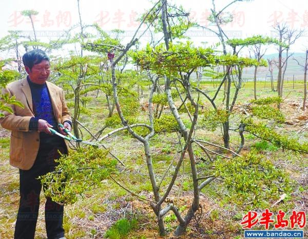 山東 苗木 造型
