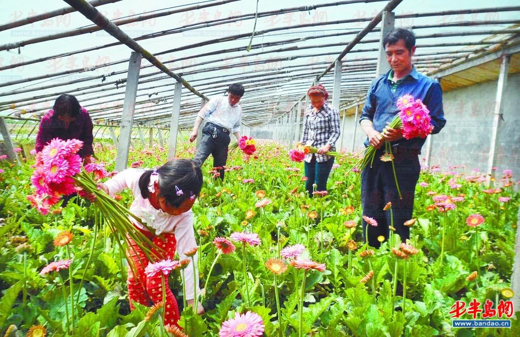花卉 花農 山東