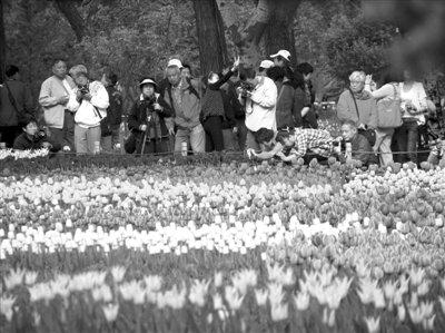 40余萬株郁金香盛放植物園