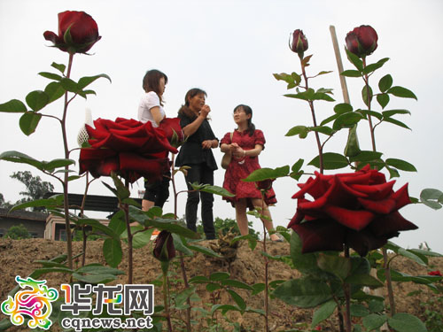 玫瑰花競相開放