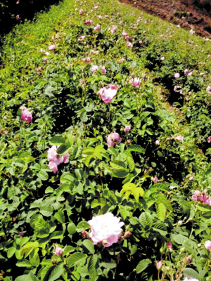 西南玫瑰花正處盛花期