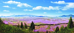 平谷桃花音樂節