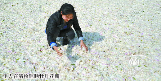 菏澤 牡丹 花卉