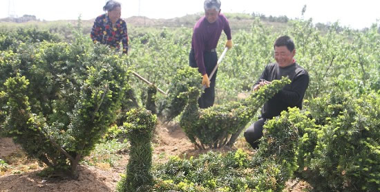 “植物造型師”正在為紅豆衫綠化樹造型