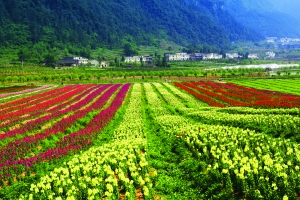 鮮花大木花谷