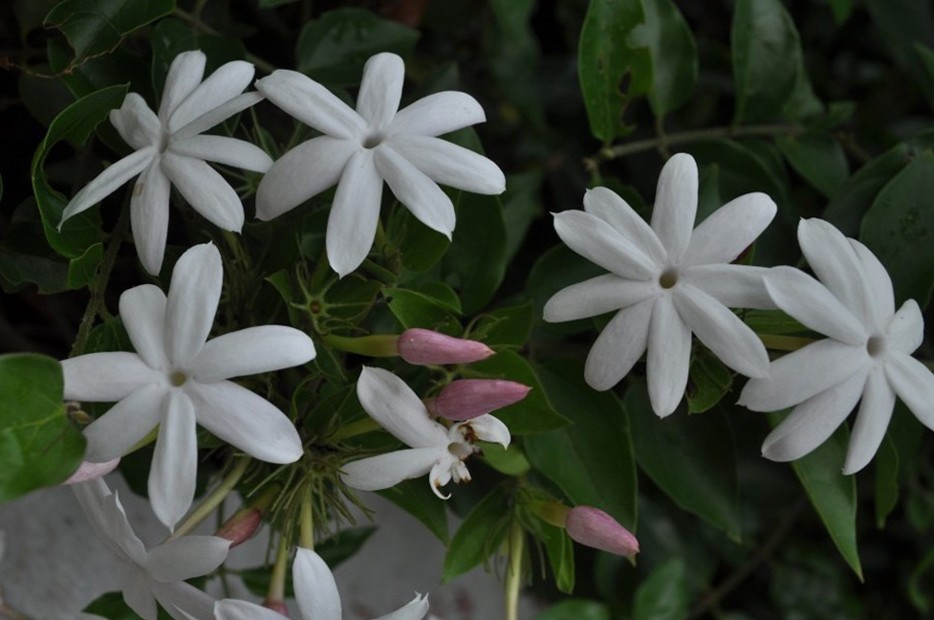 茉莉花開(kāi)