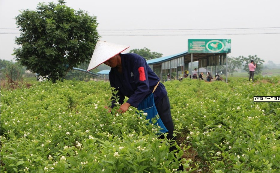采摘茉莉花