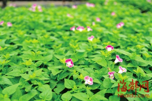 綠化花卉