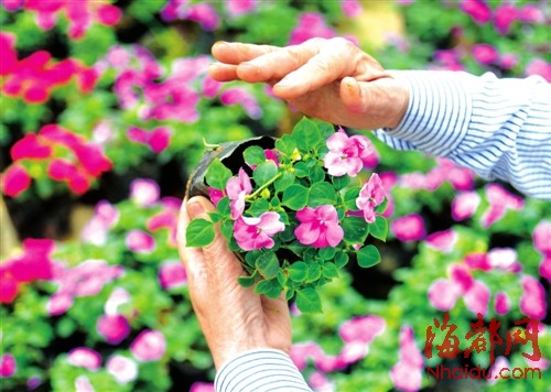 綠化花卉