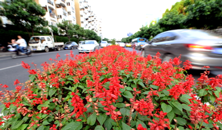梅峰支路中央的花圃紅花綻放