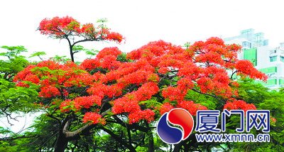鳳凰花