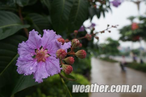 雨后紫薇
