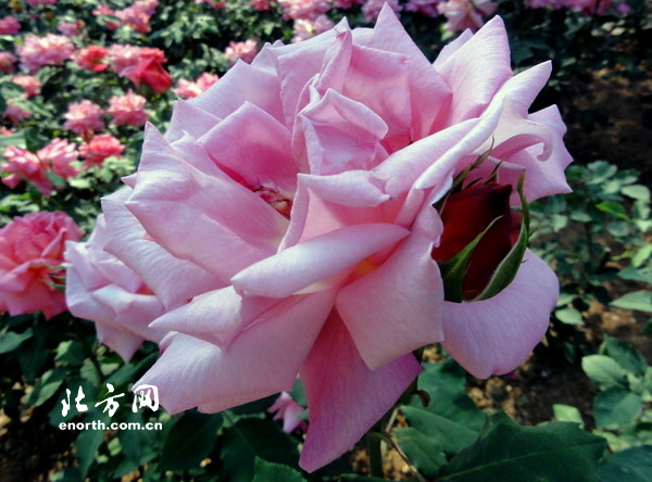 市花月季