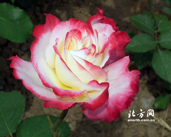 紅雙喜
