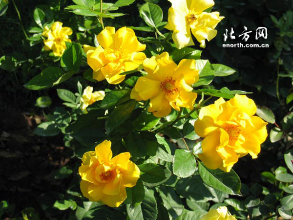 金瑪麗