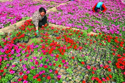 花卉開放