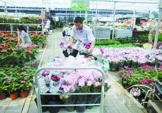 北京 杜鵑 花卉