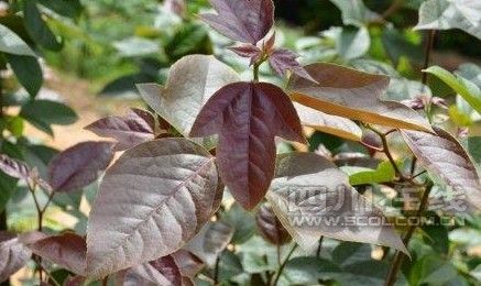 國家二級保護植物半楓荷