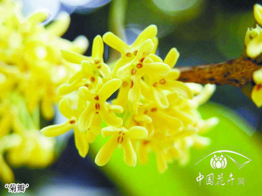 菊瓣