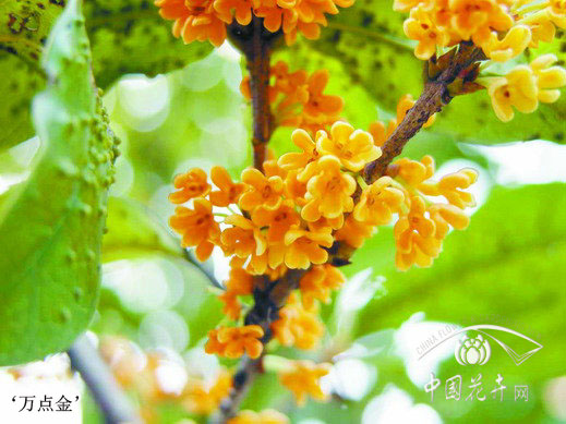 萬點(diǎn)金