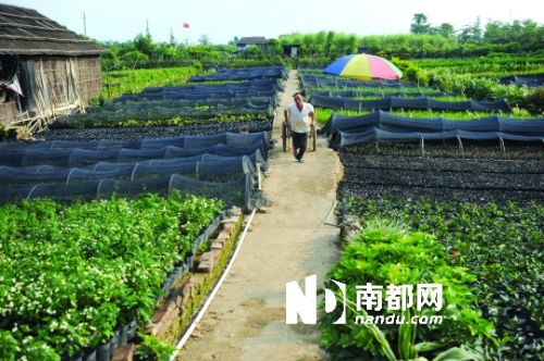 花木基地