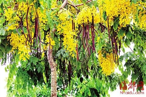 福建 臘腸樹 植物