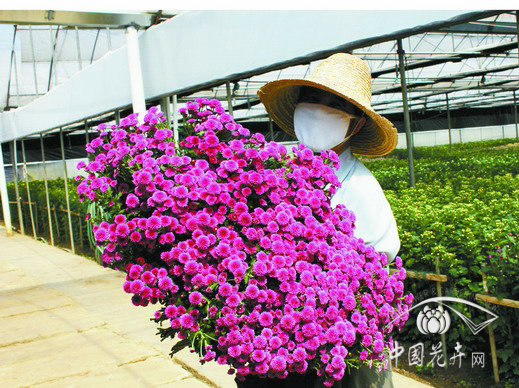 云南 切花 菊花