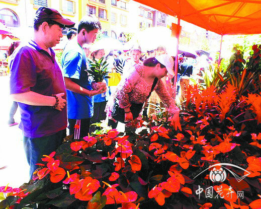 昆明 花卉 紅掌