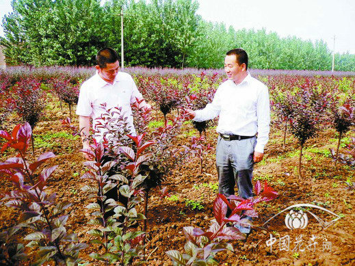 固安 苗木 苗農
