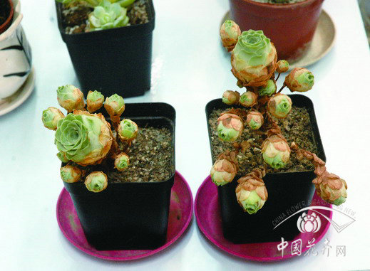 河南 山地玫瑰 花卉