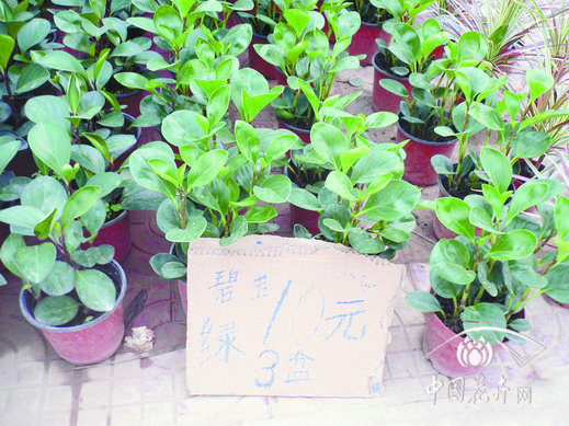 河北 保定 椒草