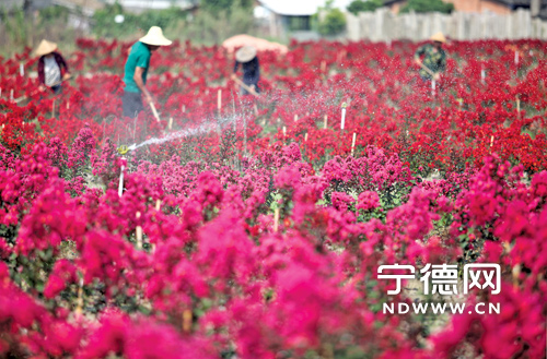 蕉城 紫薇 花卉