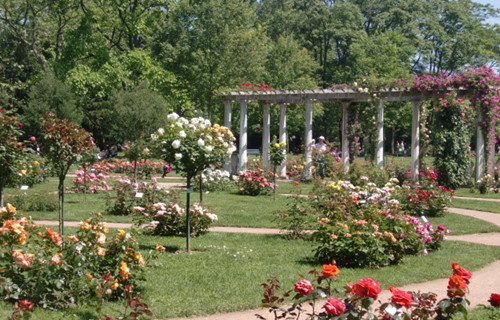 金頭花園