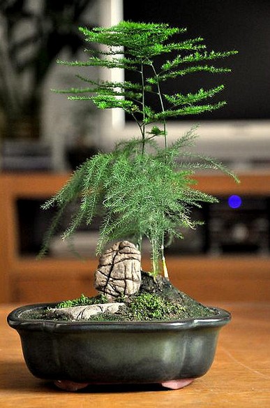 文竹