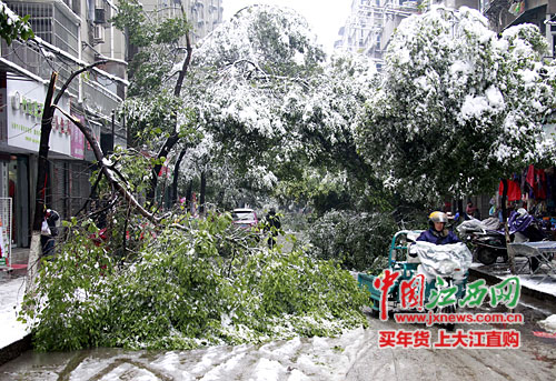 不少行道樹被壓斷