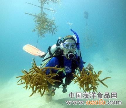 水下園林 園林養護 園林建筑