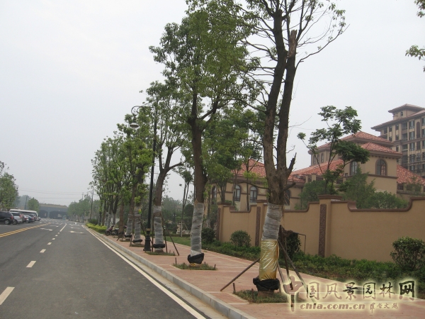 2015住宅景觀獎(jiǎng)：洞庭湖國(guó)際公館一期別墅景觀綠化