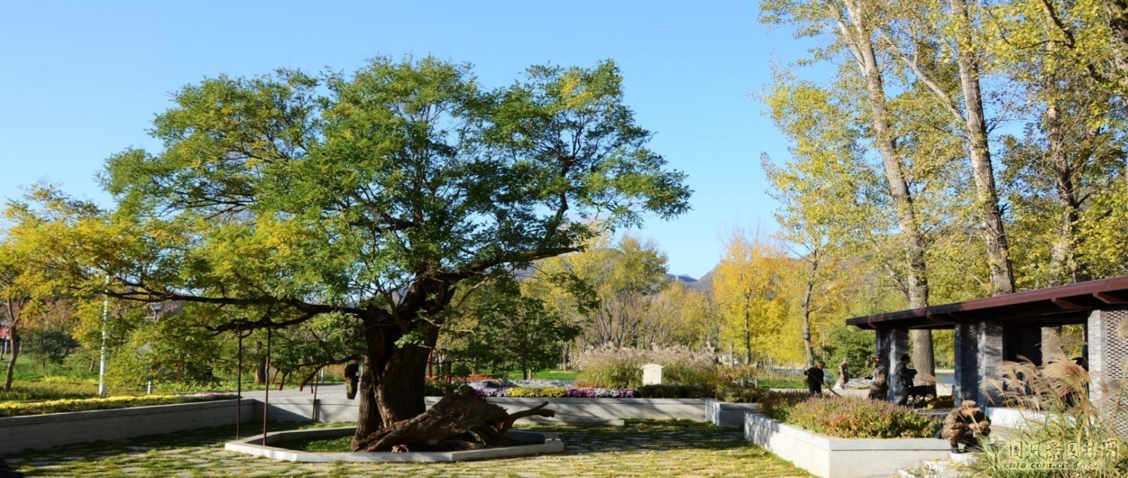 北京園林院張新宇董事長(zhǎng)論海綿城市與風(fēng)景園林
