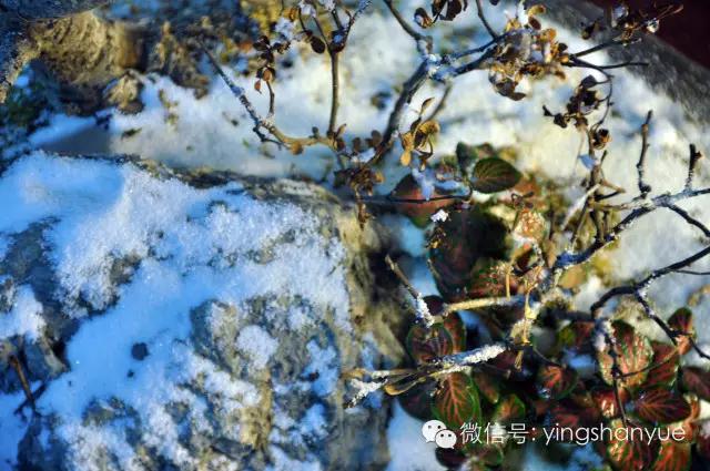 墨爻盆景作品：片片互玲瓏，飛揚玉漏終。——《山澗小雪》