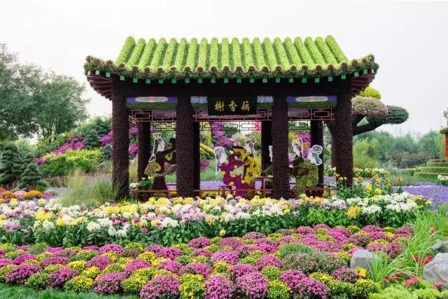 北京花木公司：圓滿完成唐山世園會國際精品菊花展工作