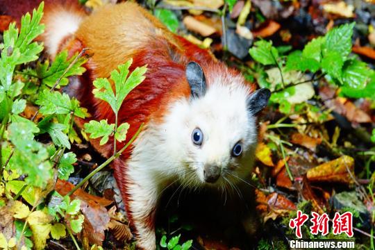 陜西發(fā)現(xiàn)天坑群地質(zhì)遺跡