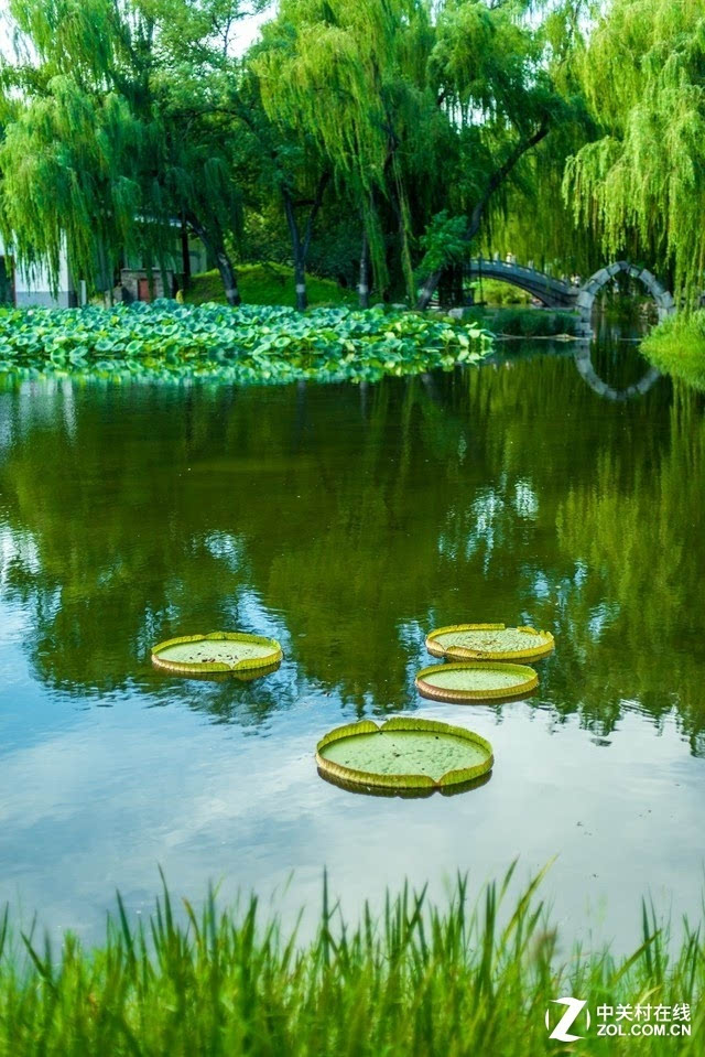 北京園林頤和園的花草樹(shù)木