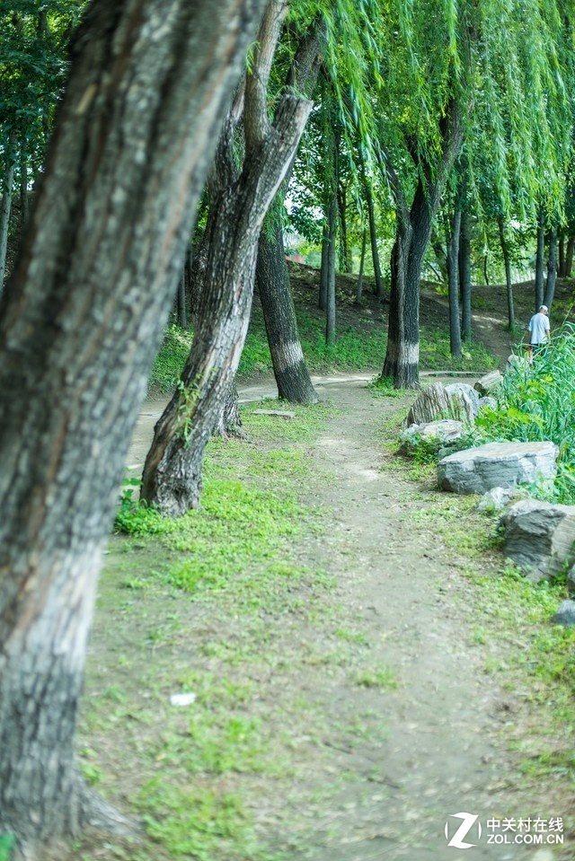 北京園林頤和園的花草樹(shù)木