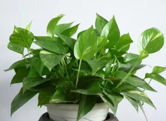 2017年養(yǎng)這些植物最旺財(cái)運(yùn)